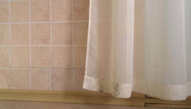 Trusted Palermo, CA Mold Removal Experts