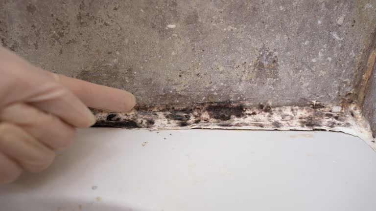 Best Mold Prevention Services  in Palermo, CA